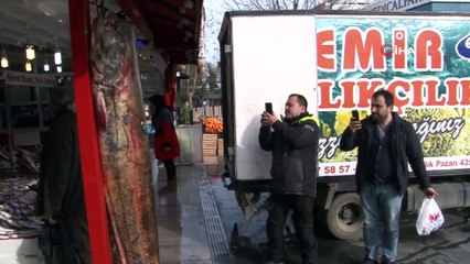 Dev balık görenleri hayrete düşürdü, 2 metre 30 santim 103 kilo