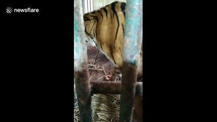 Pair of critically endangered Sumatran tigers born in Kinantan zoo in Indonesia