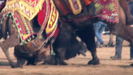 Develer arenaya sığmadı...Renkli görüntülere sahne olan deve güreşleri havadan görüntülendi