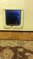 Kitty Scared of Pet Door