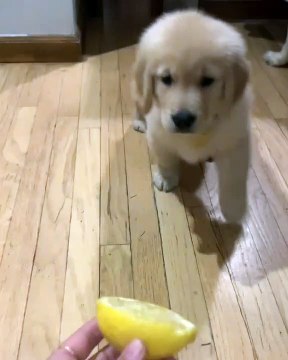 Puppy Discovers Lemon