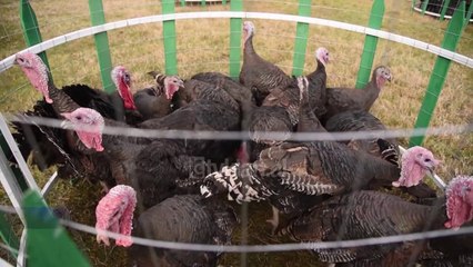 Tregu i gjelave hapet per qytetaret