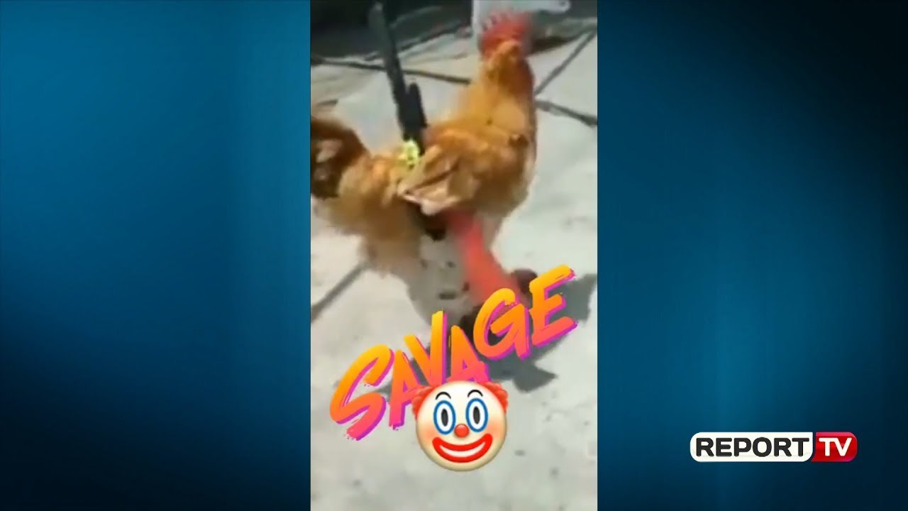 gjeli