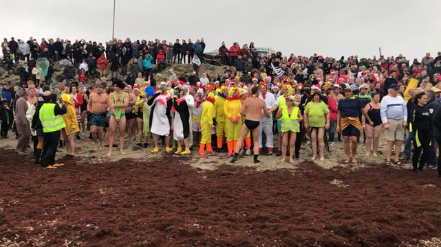 Baignade des Otaries