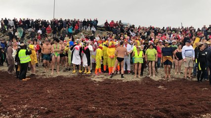 Baignade des Otaries