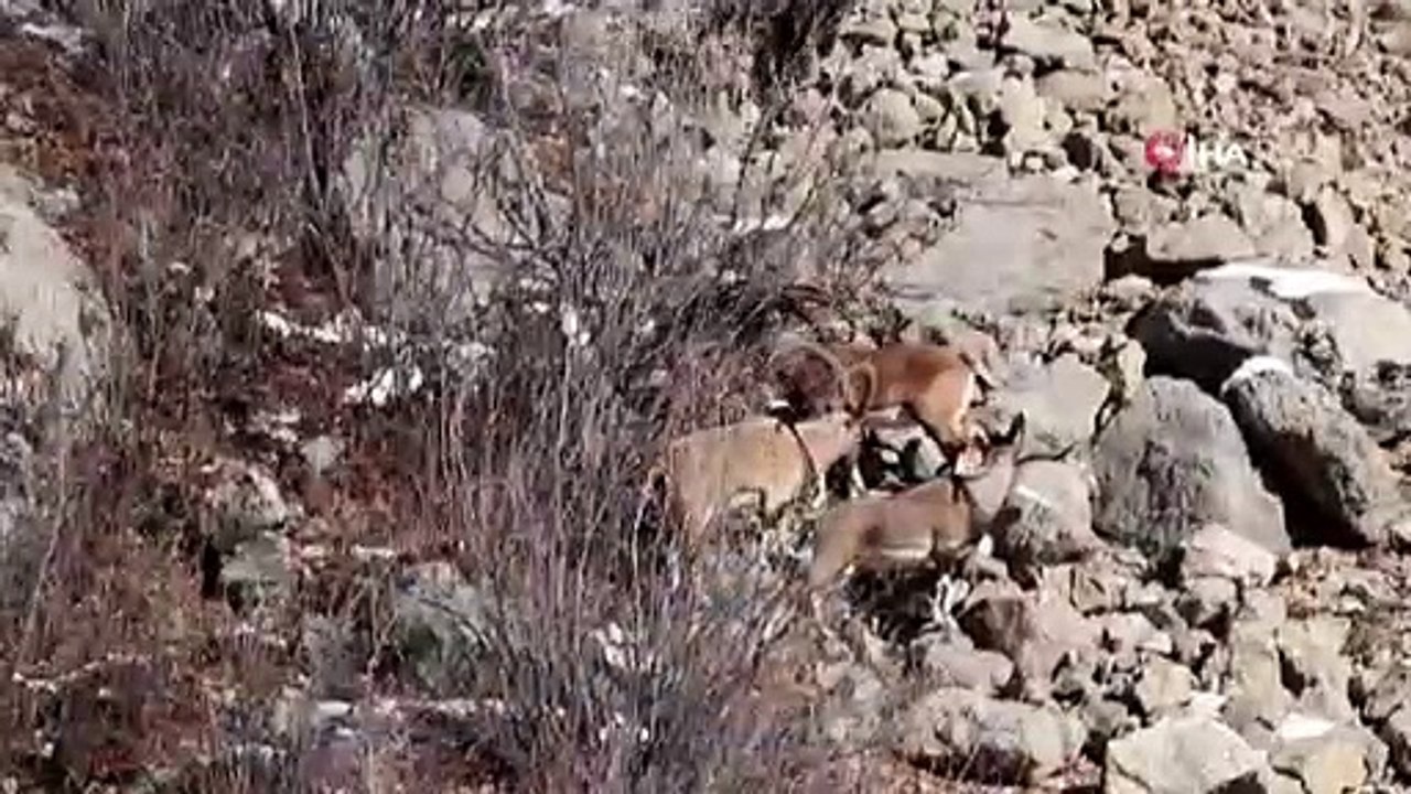 Gümüşhane Dağlarının Süsü Yaban Keçilerinin Her Hali Kamerada