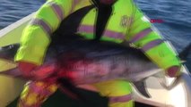İzmir Yeni Foça'da Oltayla 42 Kiloluk Kılıç Balığı Yakaladılar