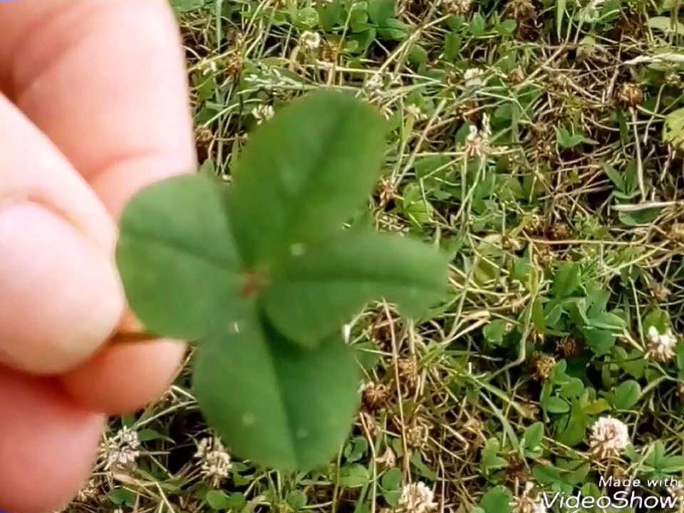 My mum has found another four leaf clover with a nibbled leaf on Whitehouse Farm Chichester