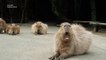 Choco Capybara Beautiful Yawn With Baby Capybaras