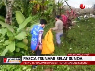 Pasca Tsunami Banten, Banyak Penyu Terdampar