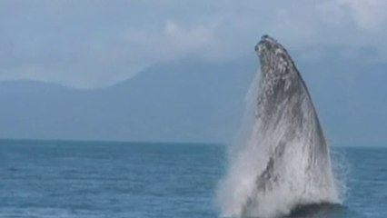 Actu plus - Le Japon reprend la chasse à la baleine