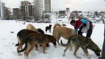 Başkentte sokak hayvanları unutulmadı