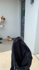 Work Boots Make a Nice Bed for a Snake