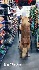 FUNNY ANIMAL || WHAT THE HELL HUSKY PART 4?? | HUSKY CHINA