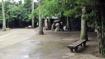 Choco Looks So Cute As He Steals The Swan Pellets