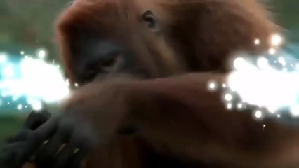 Funny jungle primate dance video