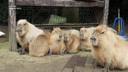 Maple and Cookie Look So Cute With Baby Capybaras Yawning
