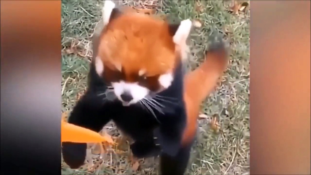 Funny Animals Video Compilation -- BestVine
