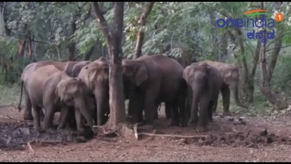 Bhadra forest: ಗುಂಪು ಗುಂಪಾಗಿ ಬಂದ ಆನೆಗಳ ನೋಡಿ ಪ್ರವಾಸಿಗರು ಫುಲ್ ಖುಷ್ | Oneindia Kannada