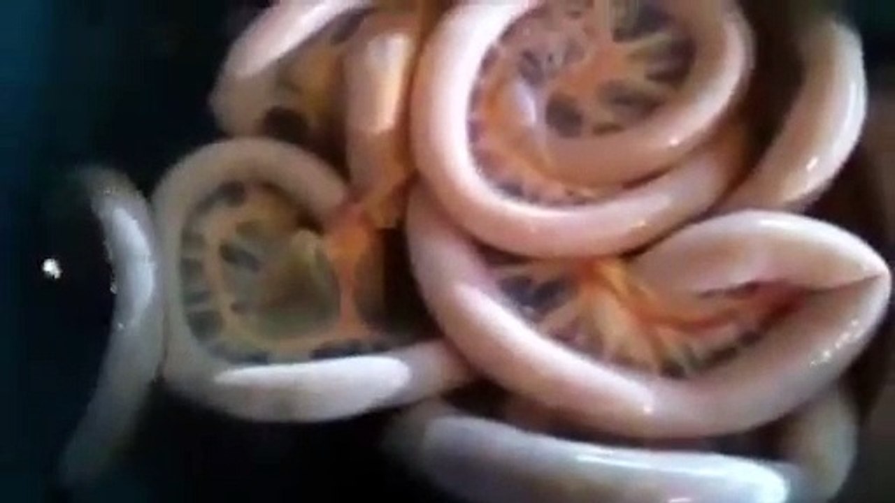 Discovering strange creatures that look like the hearts of cows