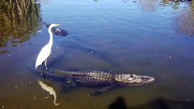 Bird Surfs on Alligator