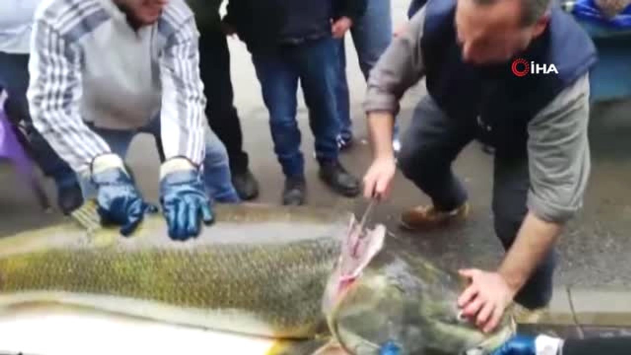 Keban Barajı'nda 92 Kilogramlık Turna Balığı Yakalandı