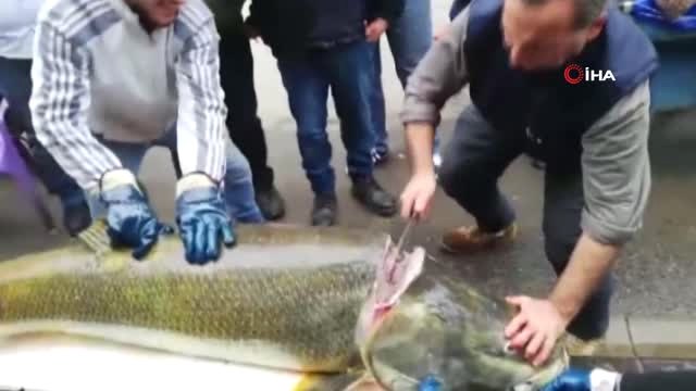 Keban Barajı'nda 92 Kilogramlık Turna Balığı Yakalandı