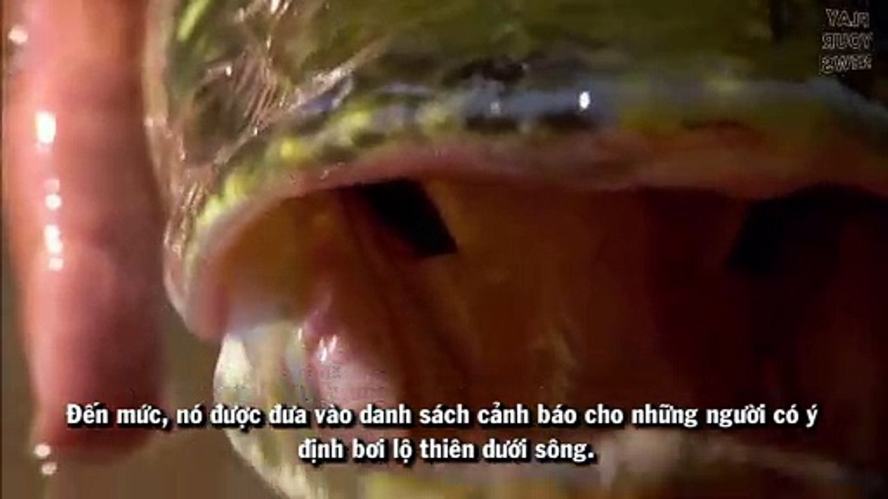 Vẫn tồn tại loài thủy quái khiến dân bơi lội phải kinh hãi