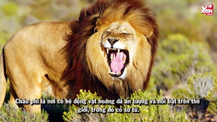 Không phải hổ hay cá mập mà đây mới là loài động vật giết người nhiết nhất
