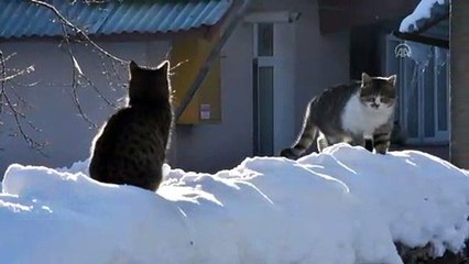 Doğu Anadolu'da kar yağışı etkili olacak - KARS