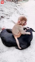 ye dosti teryy dam sy hy