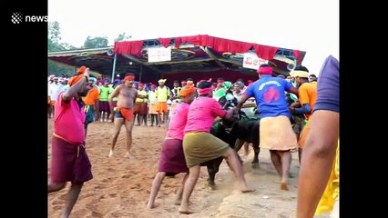 India's traditional 'kambala' buffalo race thrills spectators despite animal rights concerns