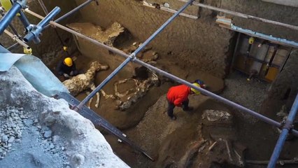 Pompei: scoperto cavallo bardato