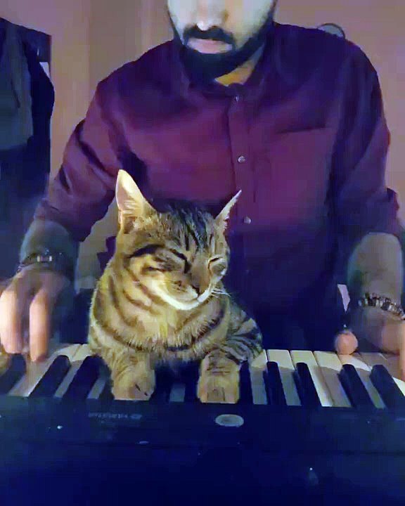 Ce chat joue du piano avec son maître et devient une véritable star sur Internet !