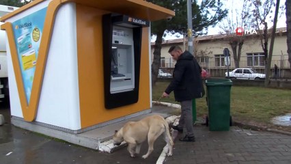 Gözyaşlarıyla köpeğini bulana 10 bin TL vereceğini söylemişti, o köpek İHA'nin haberi sonrasında bulundu