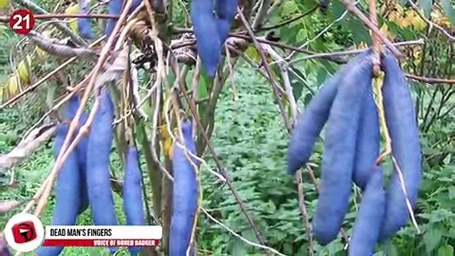 Kunal Bansal Chandigarh | Types Of Fruit You NEVER Knew Existed