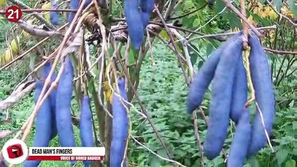 Kunal Bansal Chandigarh | Types Of Fruit You NEVER Knew Existed