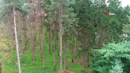 Atatürk Köşkü Ormanı'nda 12 Dişli Çam Kabuk Böceğinin Kuruttuğu Ağaçların Kesimlerine Başlandı.