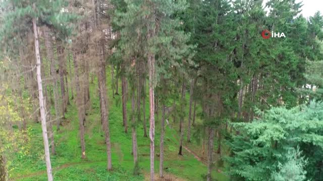 Atatürk Köşkü Ormanı'nda 12 Dişli Çam Kabuk Böceğinin Kuruttuğu Ağaçların Kesimlerine Başlandı.
