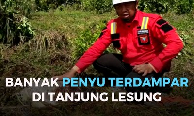 Banyak Penyu Terdampar di Tanjung Lesung