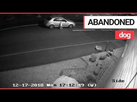 Helpless dog tries to catch up with his cruel owner who had abandoned him | SWNS TV