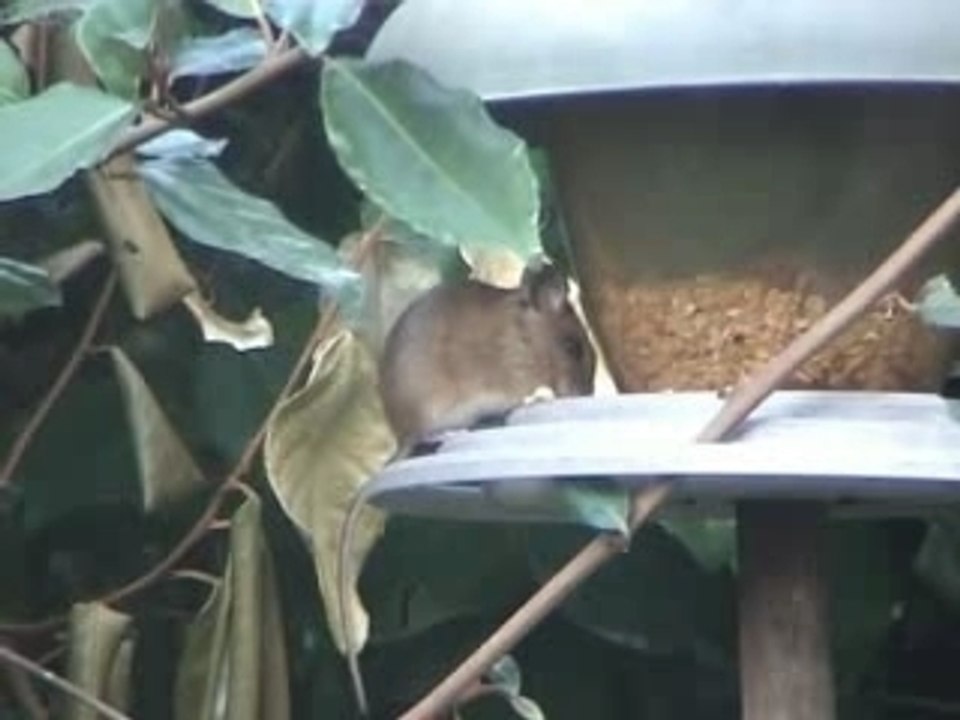 Souris4