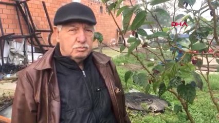 Manisa Kış Mevsiminde Meyve Veren Dut Ağacı Şaşırttı