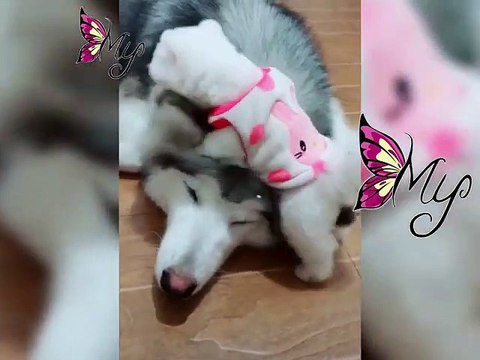 Cute Dogs and Cats Doing Funny Things 2018 Cutest and Funniest Dogs Videos Compilation 2018 ♥ #9