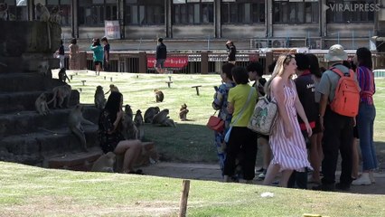 Chinese Tourist Doesn't Like Monkeys