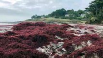 Bretagne : invasion d'algues rouges sur une plage