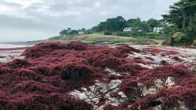 Bretagne : invasion d'algues rouges sur une plage