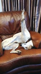 Dog Sleeps in Silly Pose