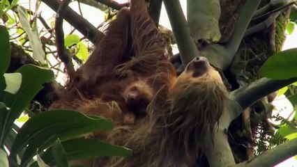 The Man Who Swims With Crocodiles