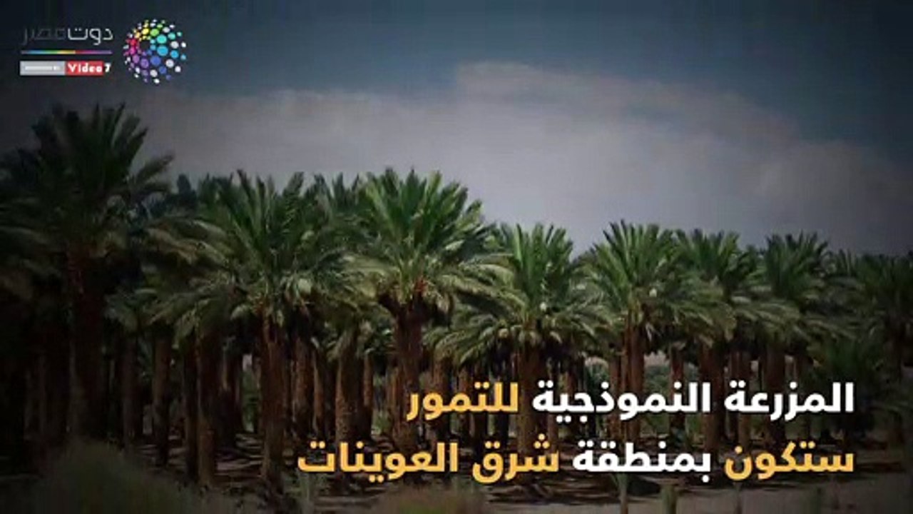 فيديو جراف.. 5 معلومات عن أكبر مزرعة نموذجية للتمور بالعالم